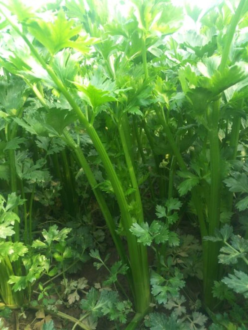 西芹50cm以上