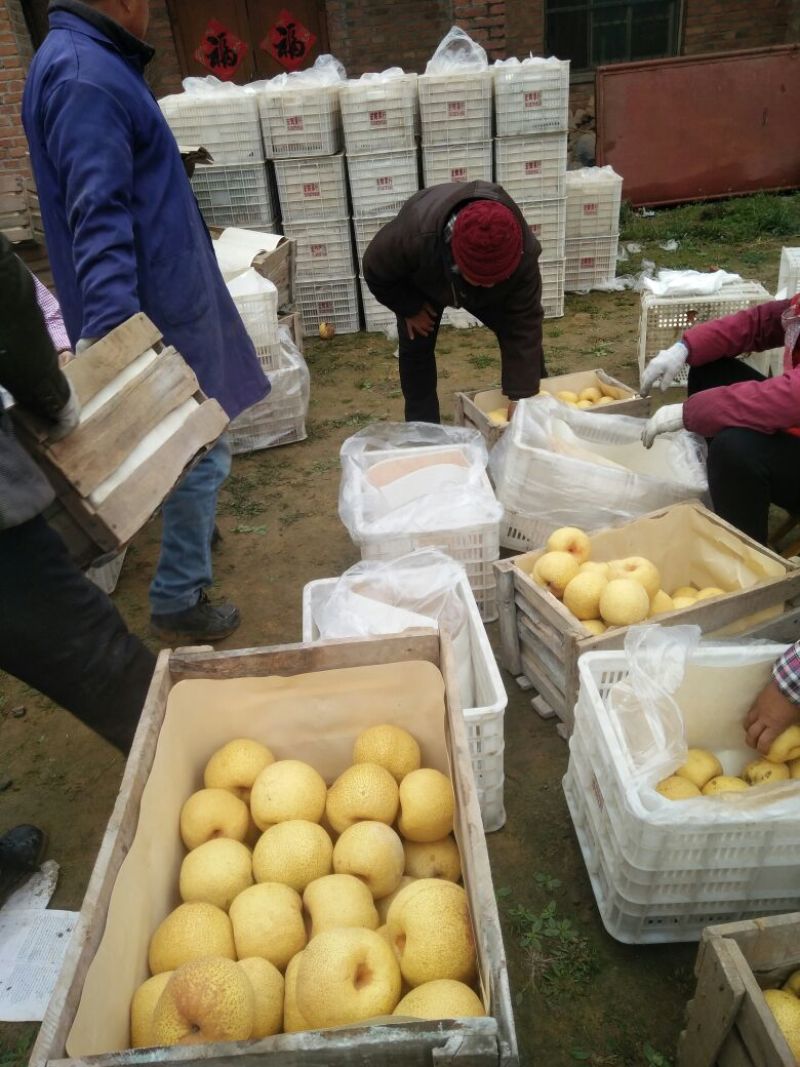 砀山酥梨百万亩砀山梨生产基地货源充足质量保证价格美丽