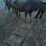 肉牛200~300斤