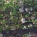 北高丛蓝莓鲜果8~10mm以上