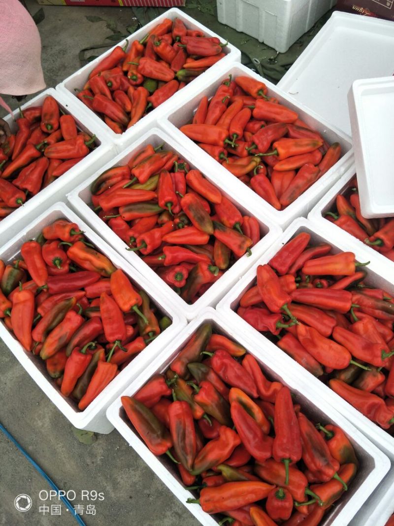 精品红泡椒，以质量铸就品牌。