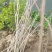 紫藤苗包邮1.8元一颗高度50-80公