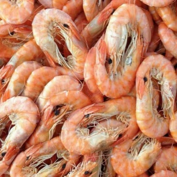 对虾食用冻虾