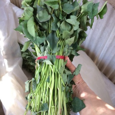 秦薯4号红薯苗15~25cm
