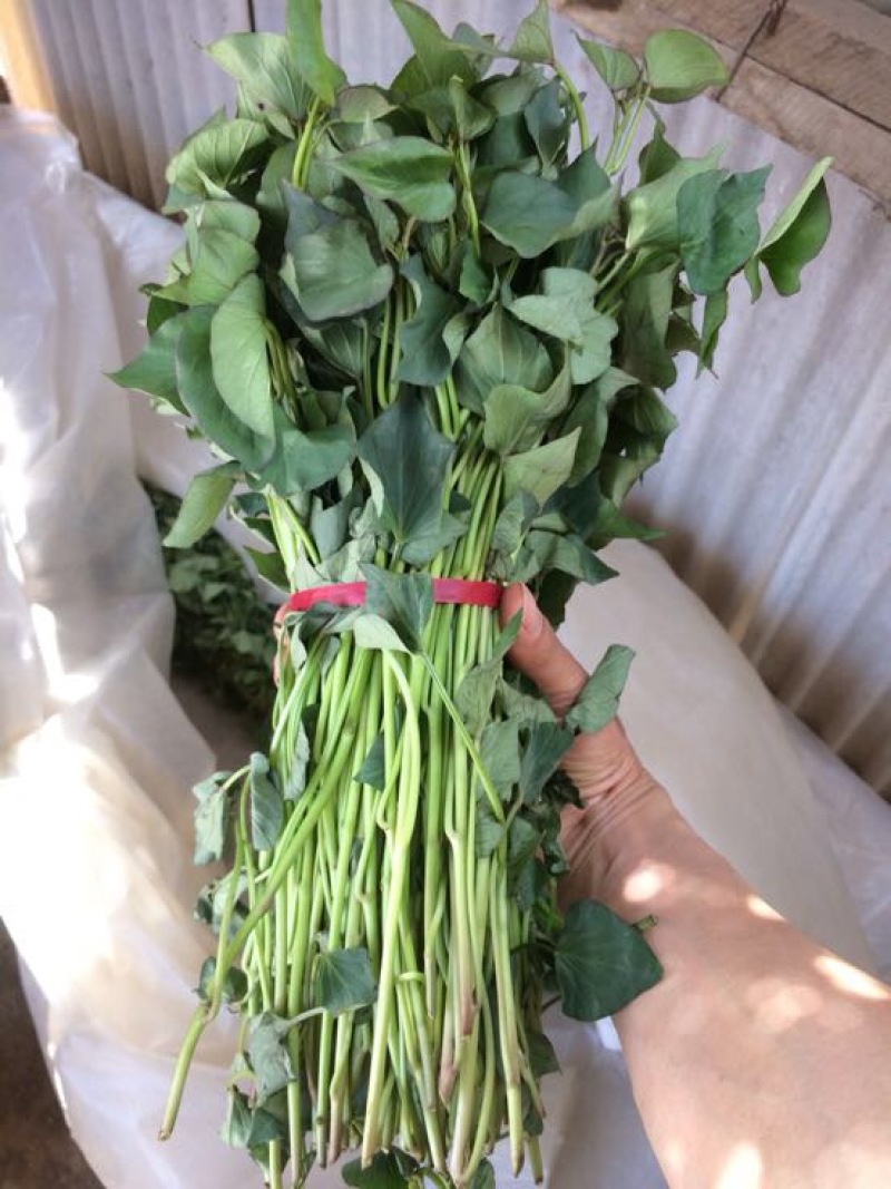 秦薯4号红薯苗15~25cm