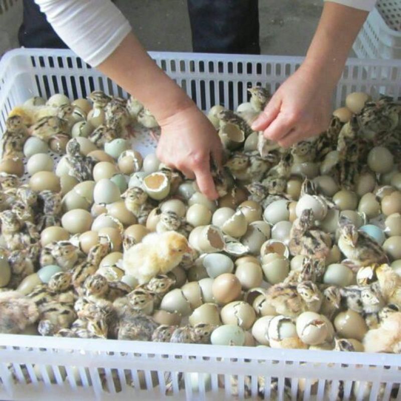 土鸡苗出壳苗35~45克通货