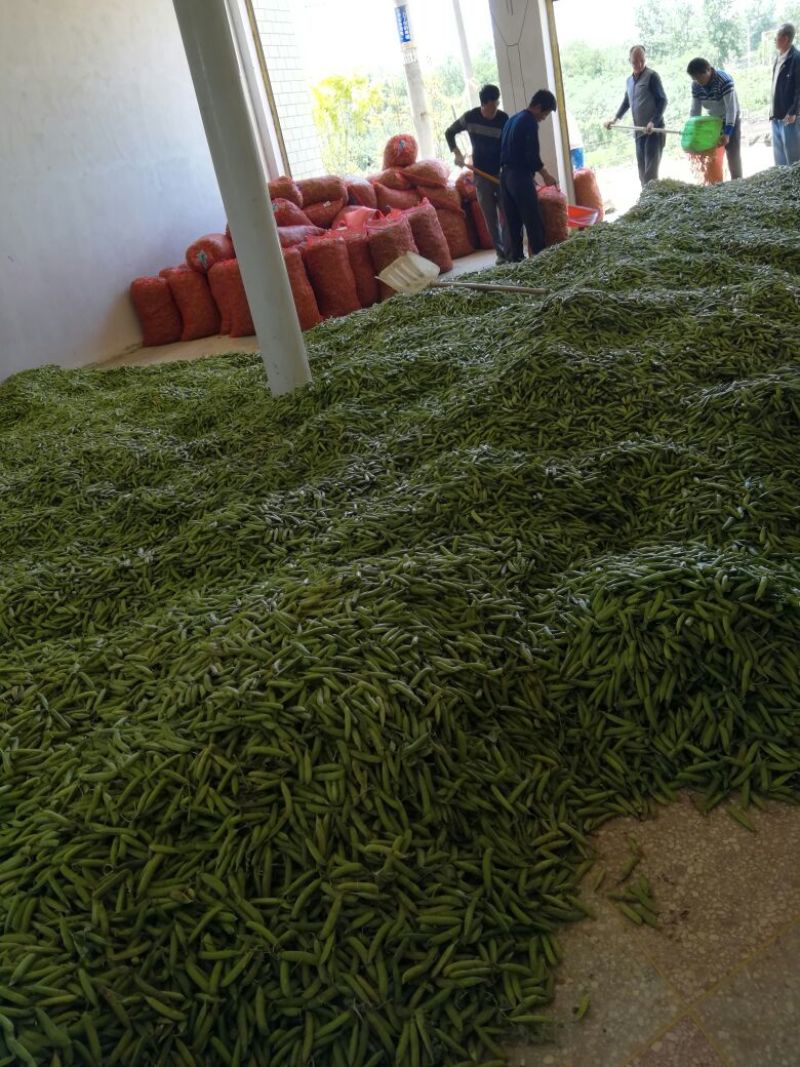 湖北青豌豆、豌豆青秀饱满、️产地直发，货源充足