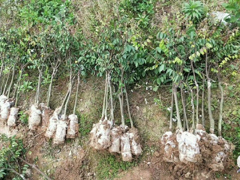 黄桃树苗30~40cm