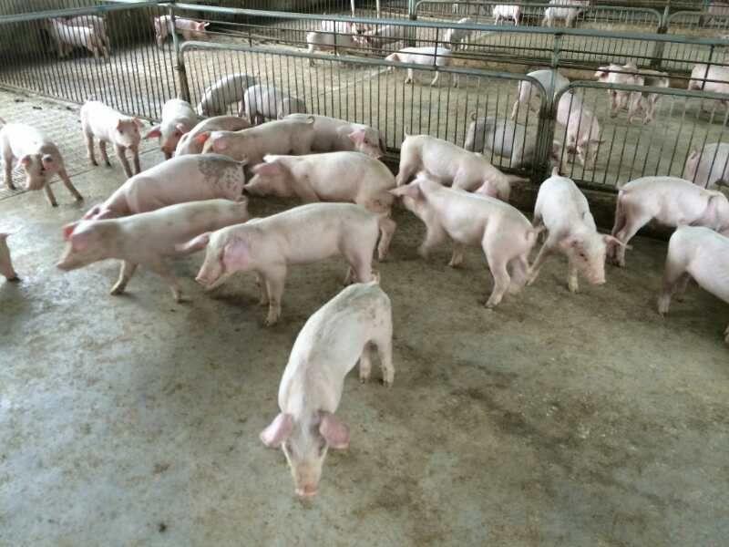 仔猪20~60斤三元仔猪长白仔猪送猪到家，包成活