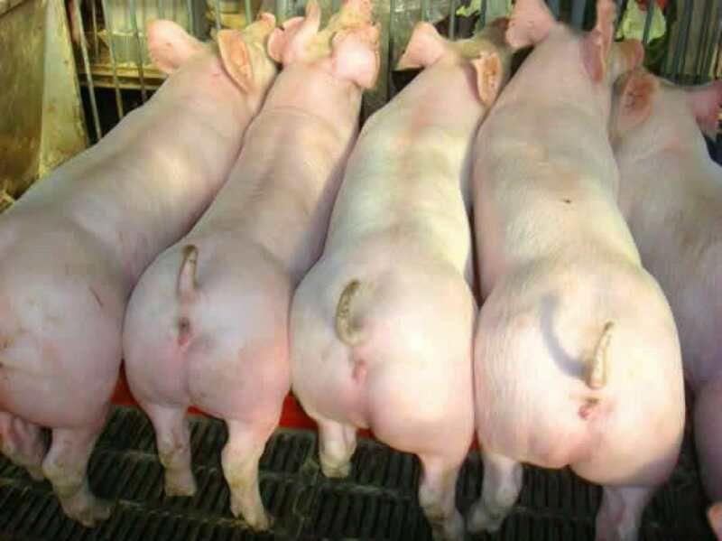 仔猪20~60斤三元仔猪长白仔猪送猪到家，包成活