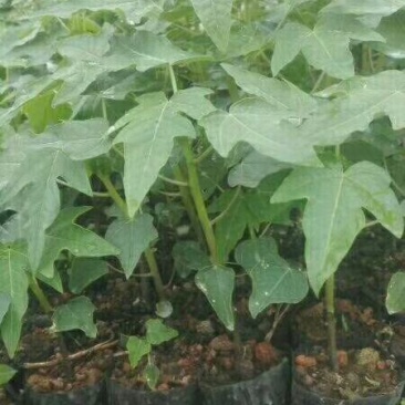 木瓜树苗10~20cm