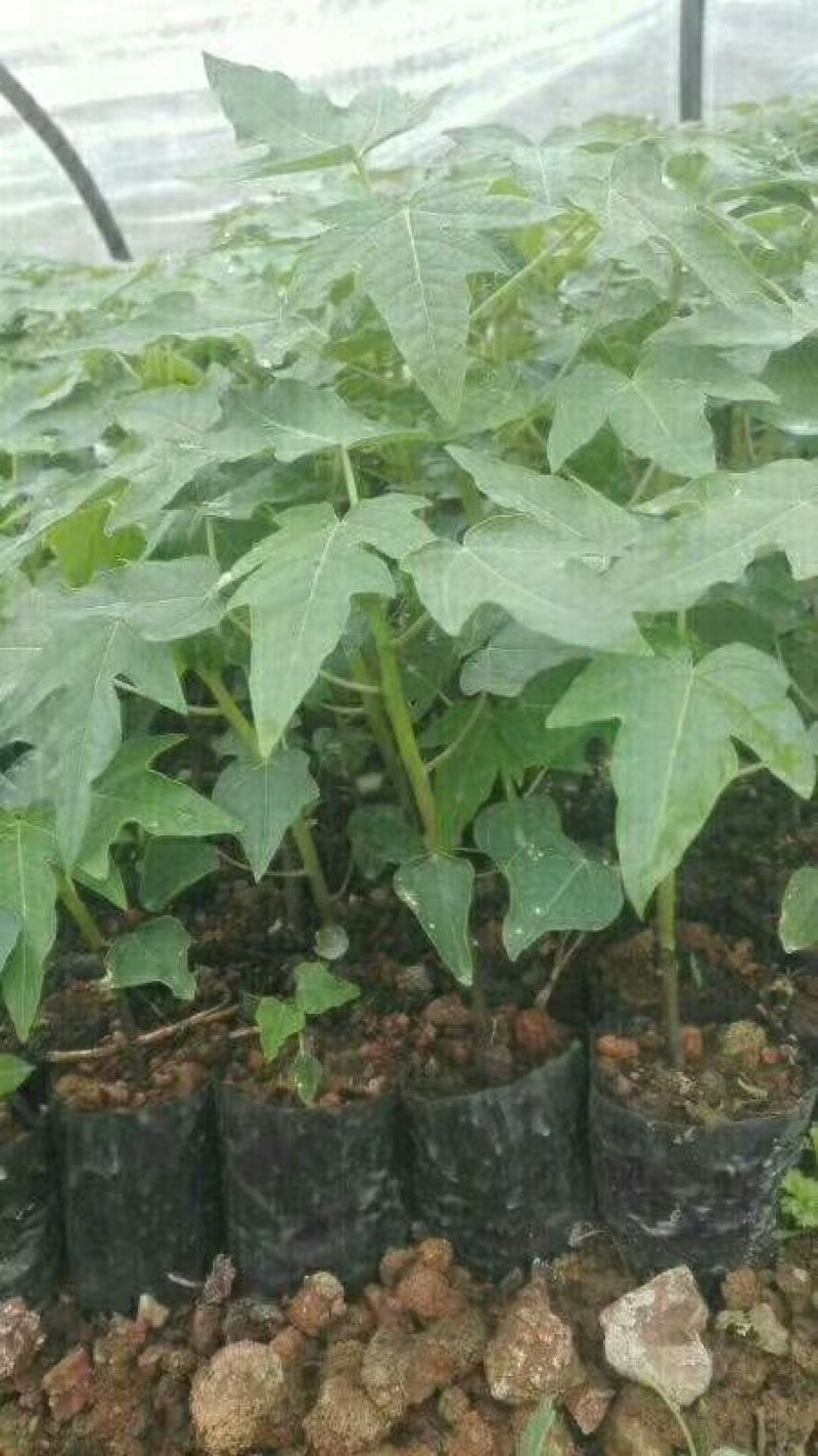 木瓜树苗10~20cm