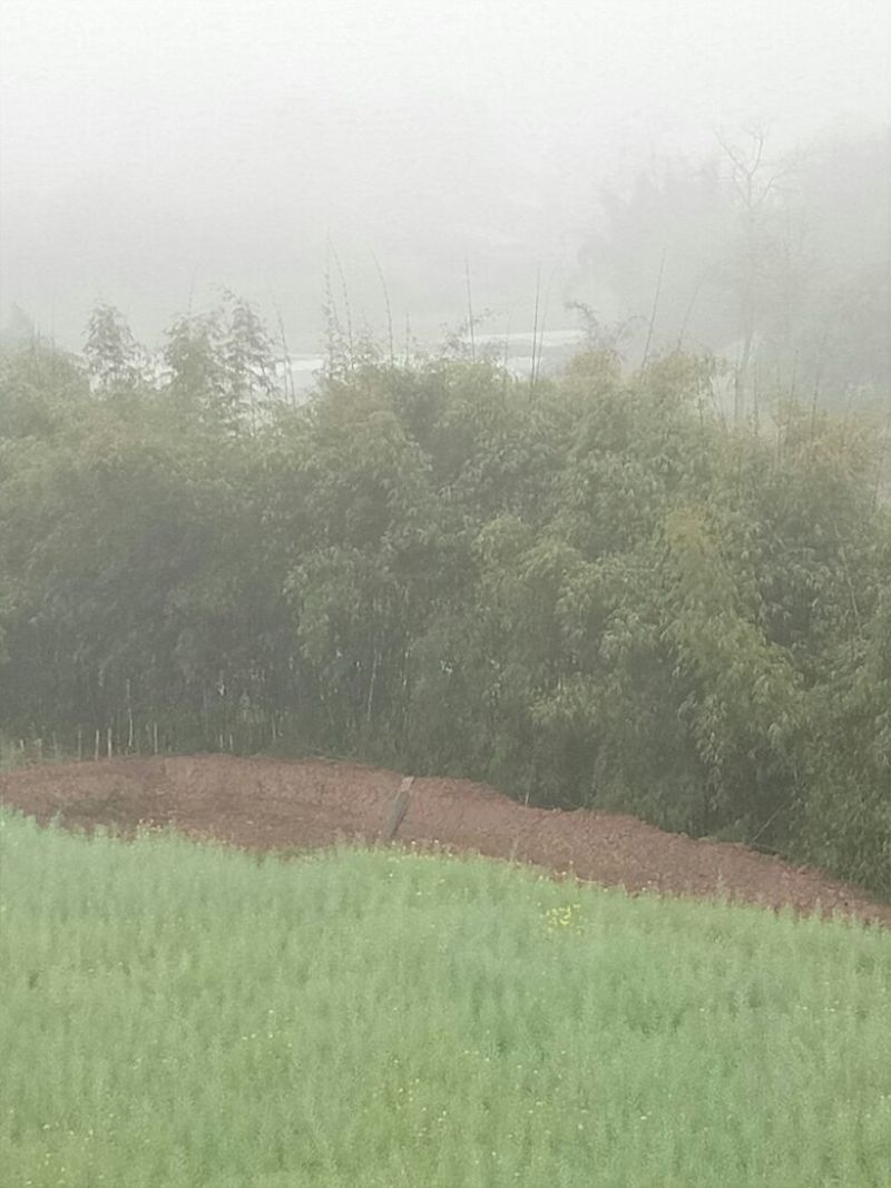 绿竹6~7m