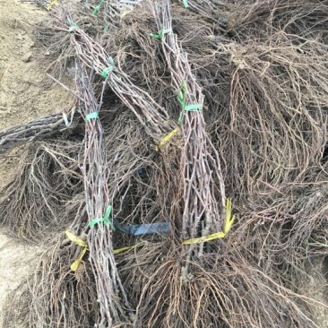 辽峰葡萄苗110~150cm2年，大量出售各种果树苗