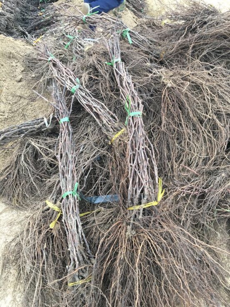 辽峰葡萄苗110~150cm2年，大量出售各种果树苗