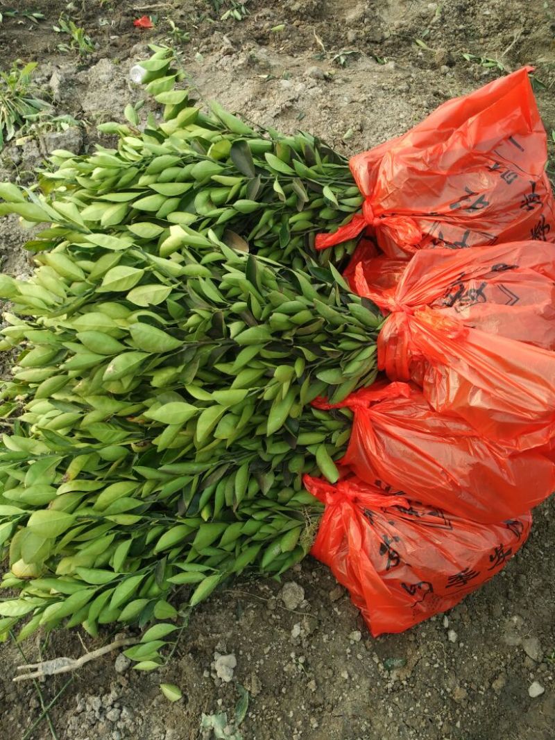 大芬四号柑橘苗正品特早熟柑橘嫁接苗苗圃直销品种保证