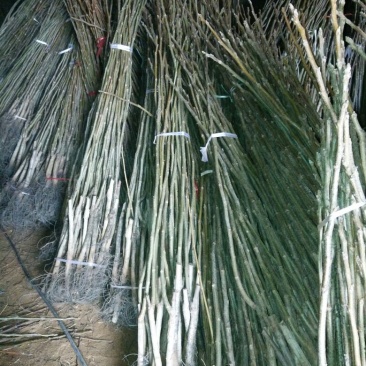 核桃苗1~2年150~200cm