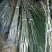 核桃苗1~2年150~200cm