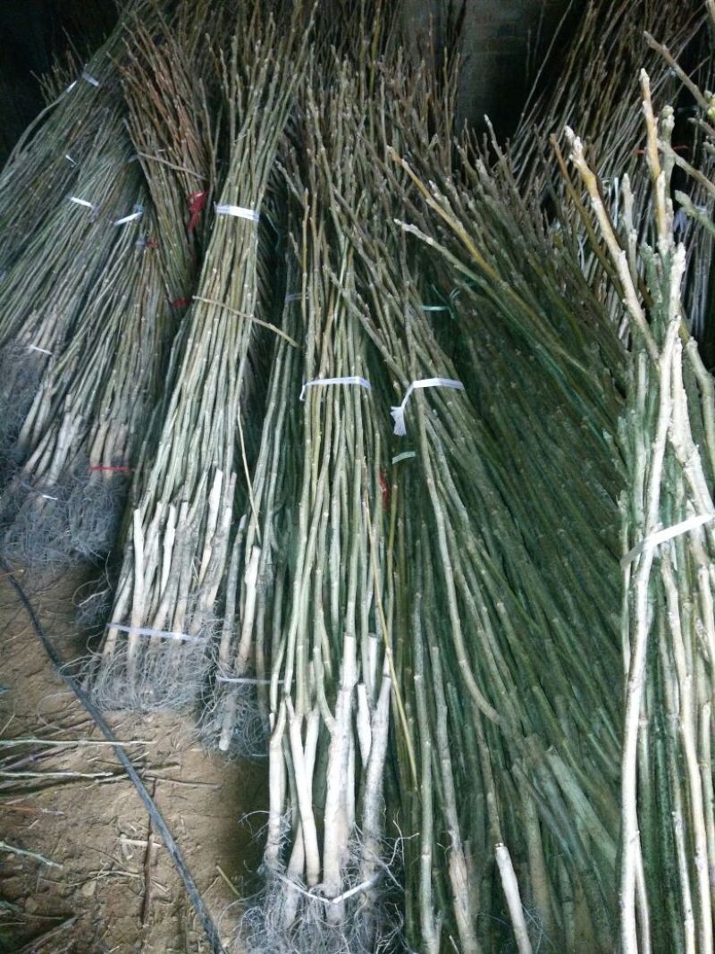 核桃苗1~2年150~200cm