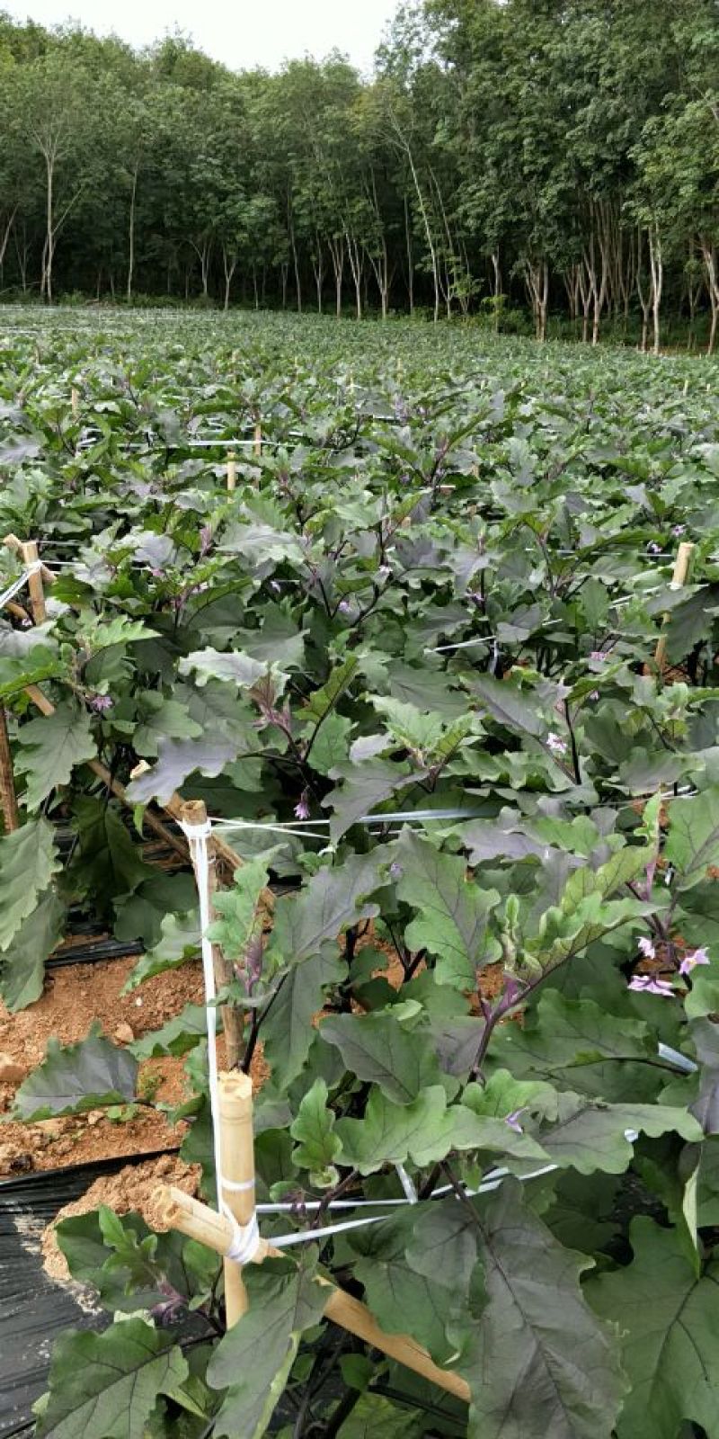 紫红长茄5两以上