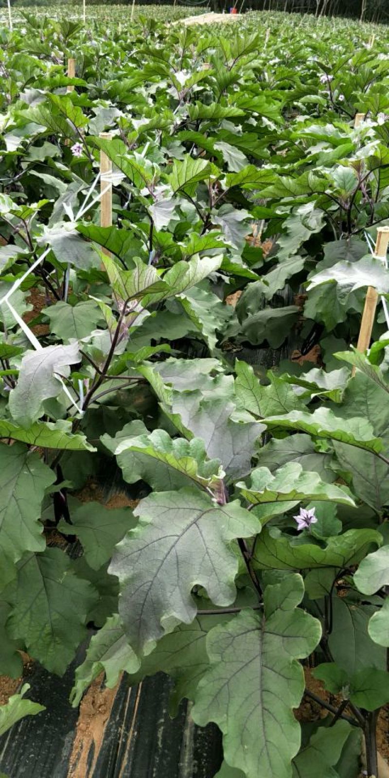 紫红长茄5两以上