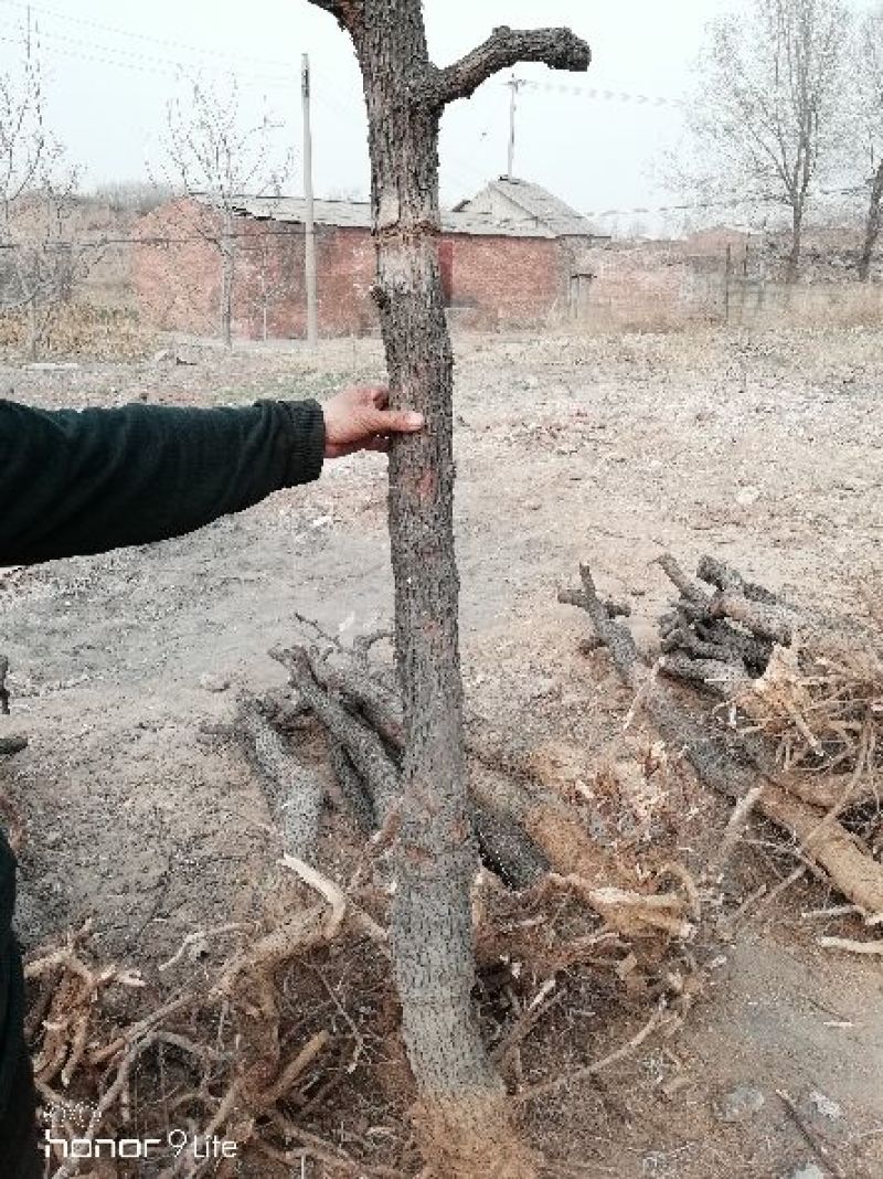 枣树地径8公分至12公分便宜处理