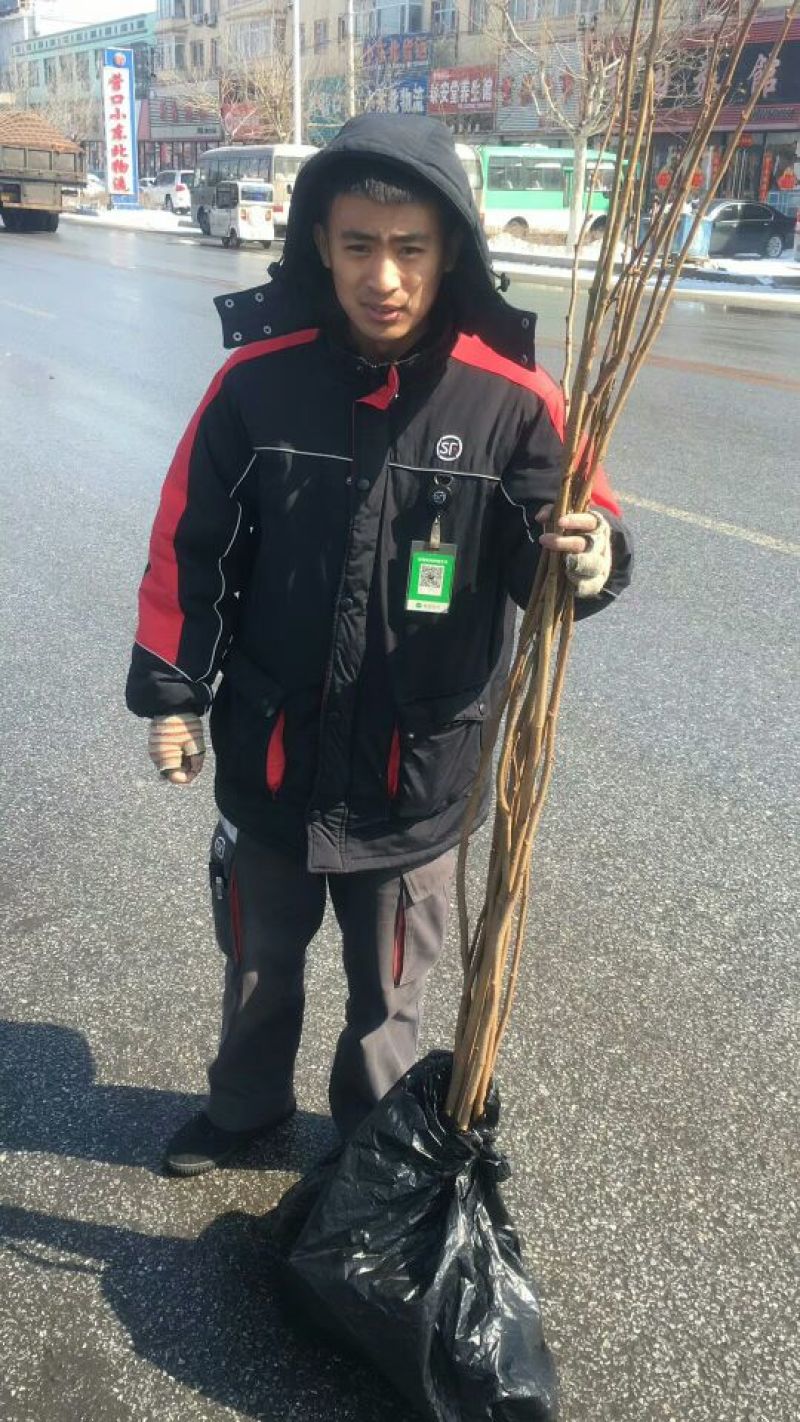 榛子苗