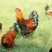土鸡6~9月