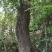 枫木树261~300cm~！！。。。