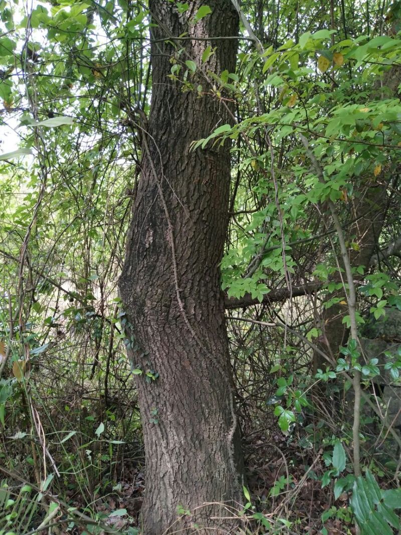 枫木树261~300cm~！！。。。