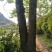 枫木树261~300cm~！！。。。