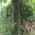 枫木树261~300cm~！！。。。