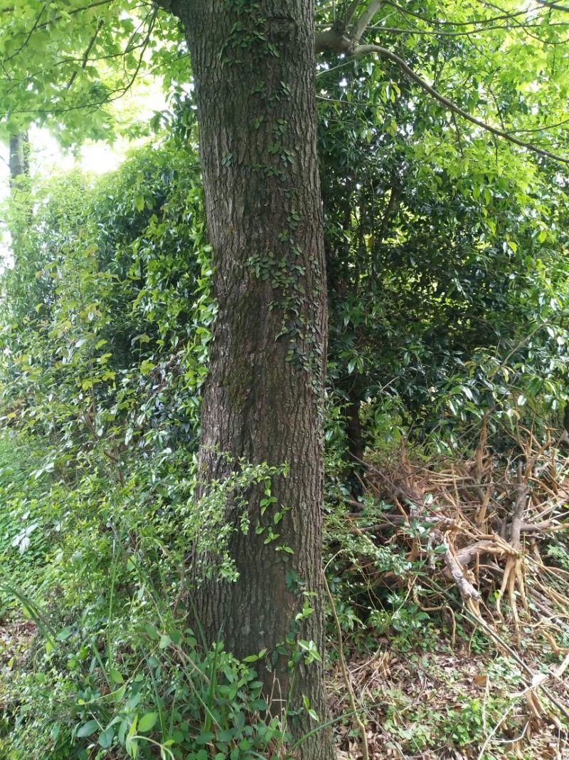 枫木树261~300cm~！！。。。
