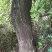 枫木树261~300cm~！！。。。