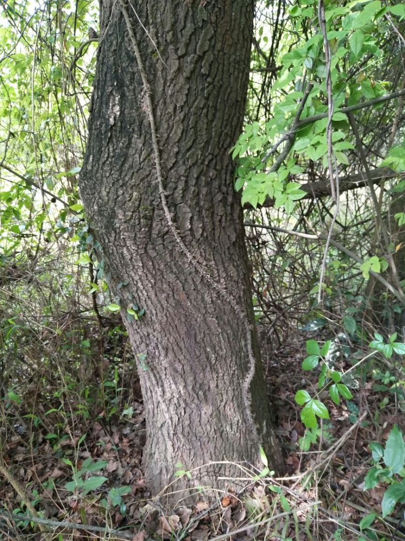 枫木树261~300cm~！！。。。