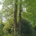 枫木树261~300cm~！！。。。