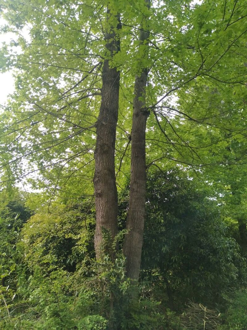 枫木树261~300cm~！！。。。