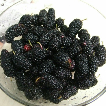 桑椹