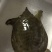 鳖2~2.5斤