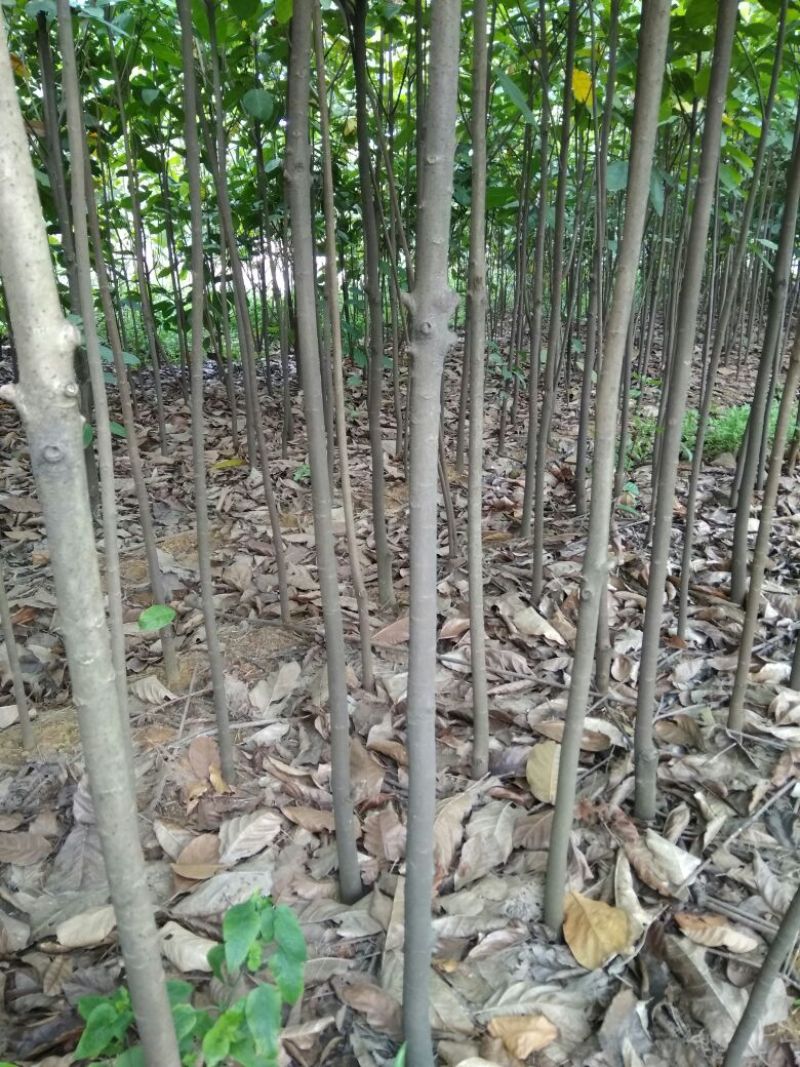 六旺树10cm以下