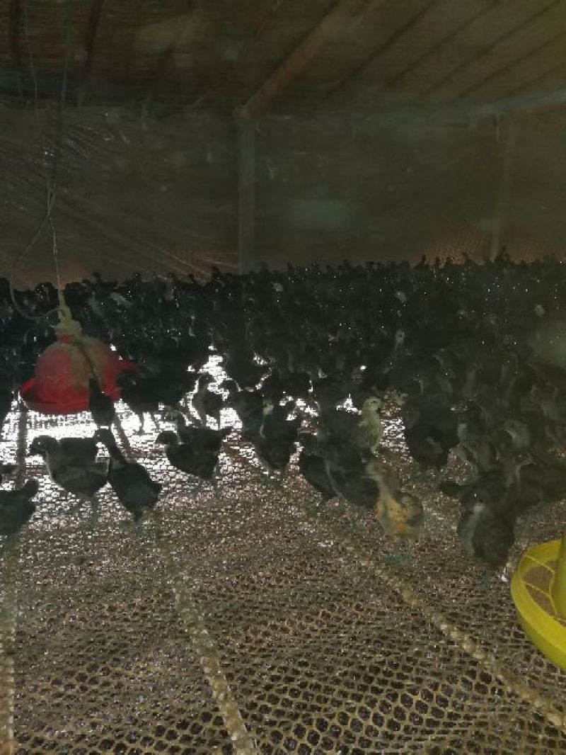 脱温鸡250克以下脱温苗通货