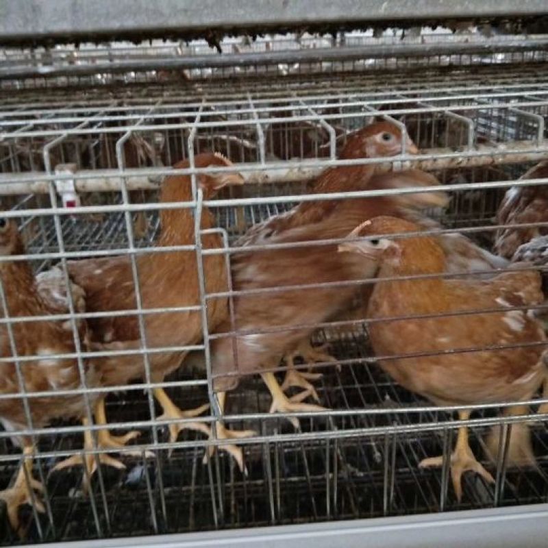 脱温鸡250克以下脱温苗通货