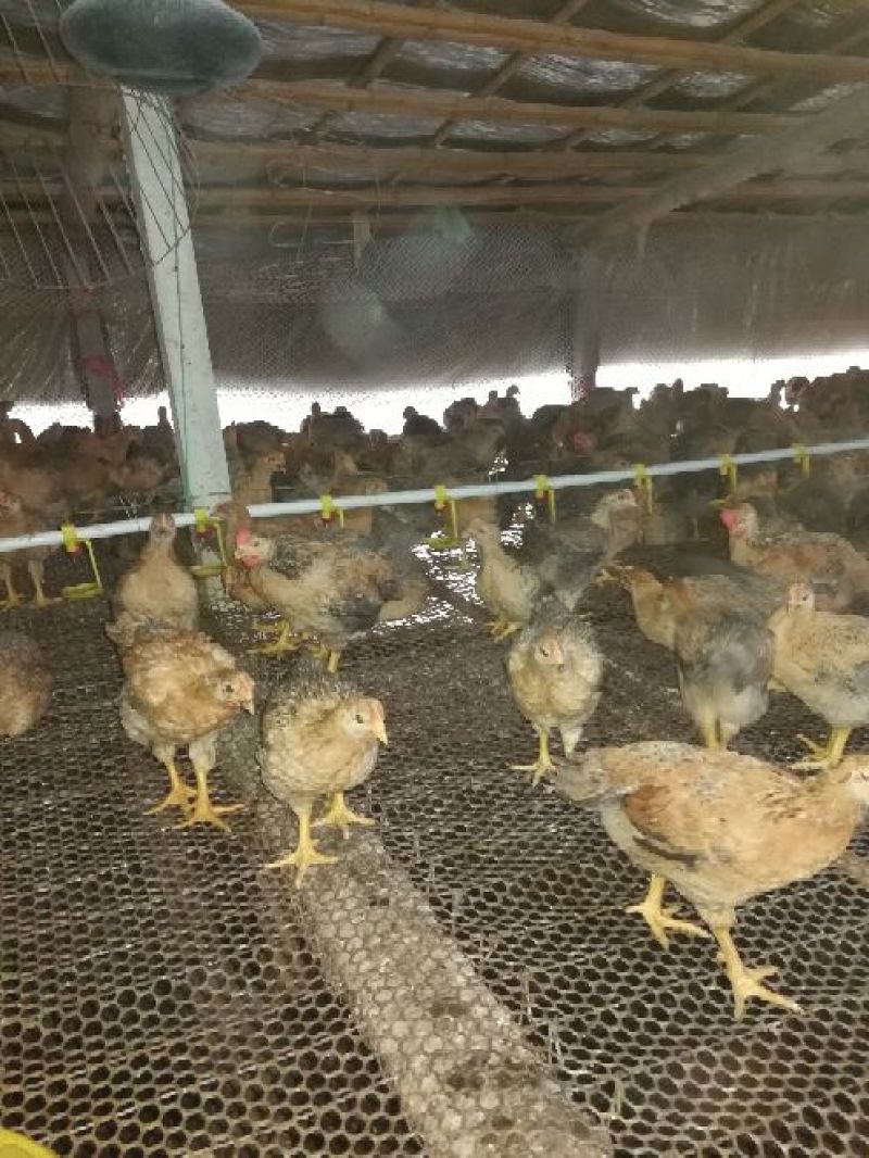 脱温鸡250克以下脱温苗通货