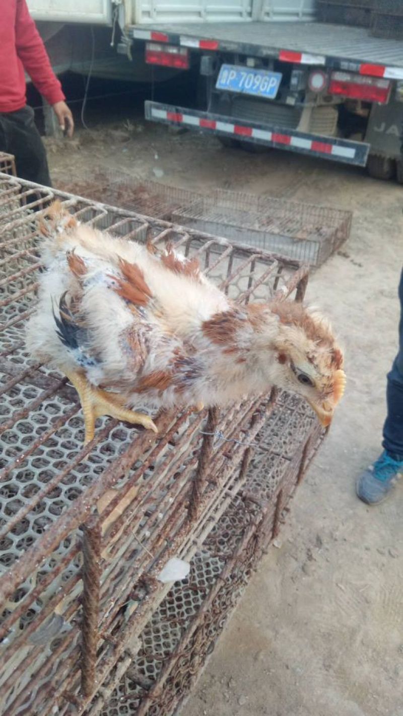 脱温鸡250克以下脱温苗通货