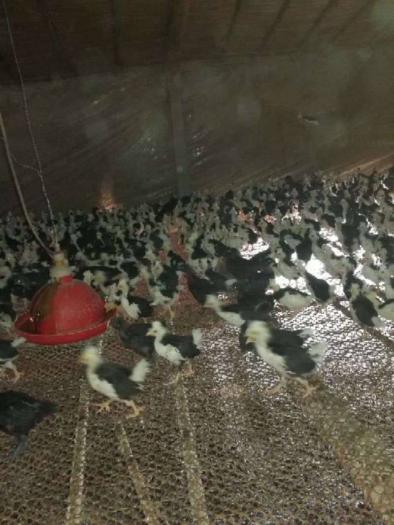 脱温鸡250克以下脱温苗通货