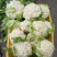 津雪88菜花1~2斤紧花乳白