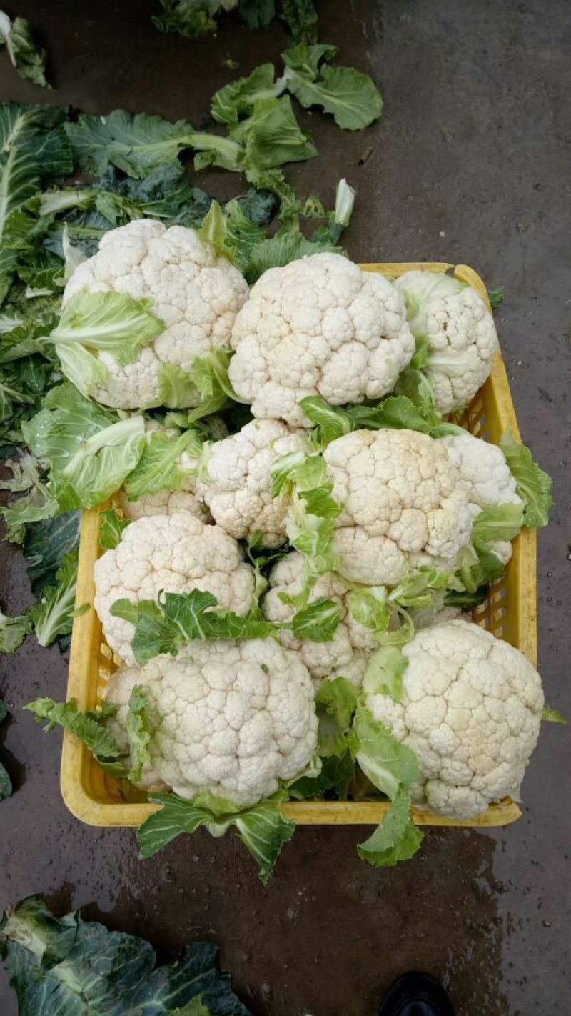 津雪88菜花1~2斤紧花乳白