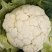 津雪88菜花1~2斤紧花乳白