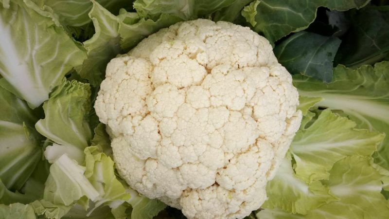 津雪88菜花1~2斤紧花乳白