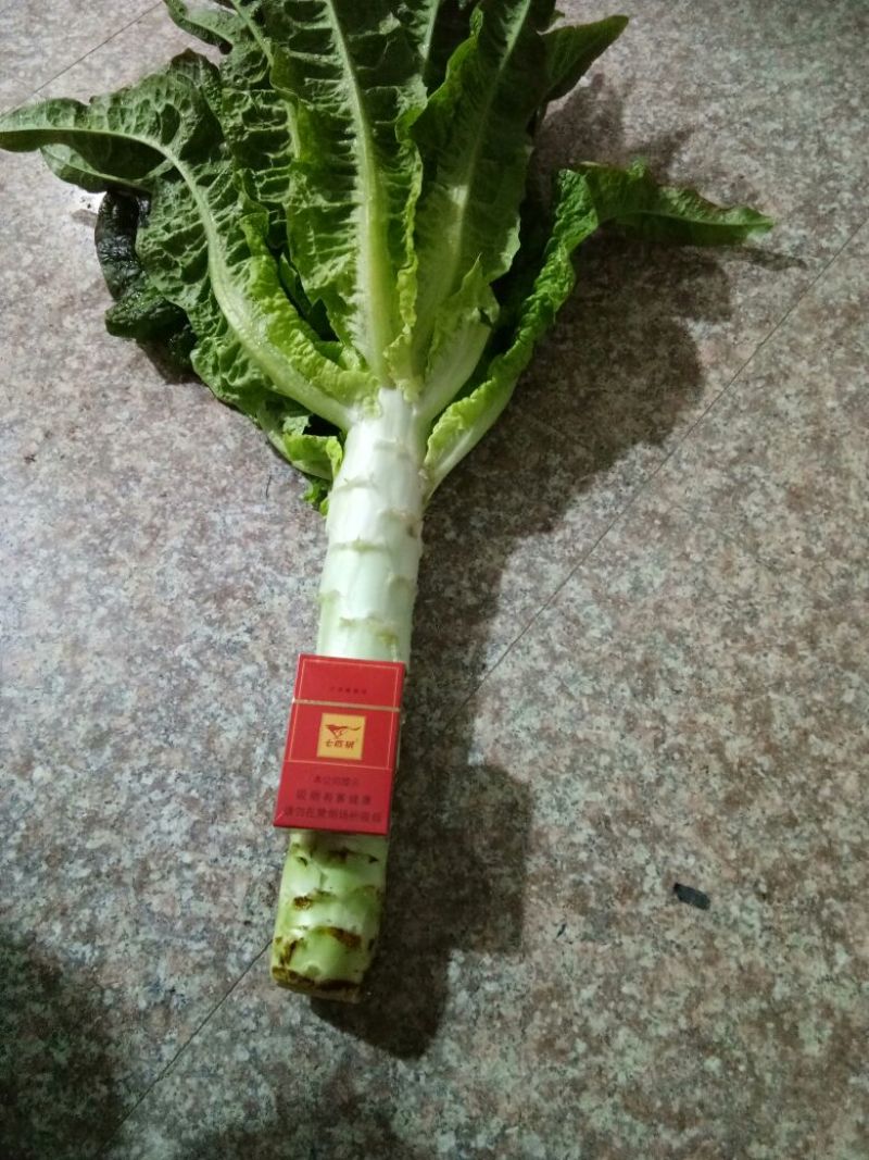 红莴笋2斤以上产地供应皮薄青肉可视频看货欢迎来电